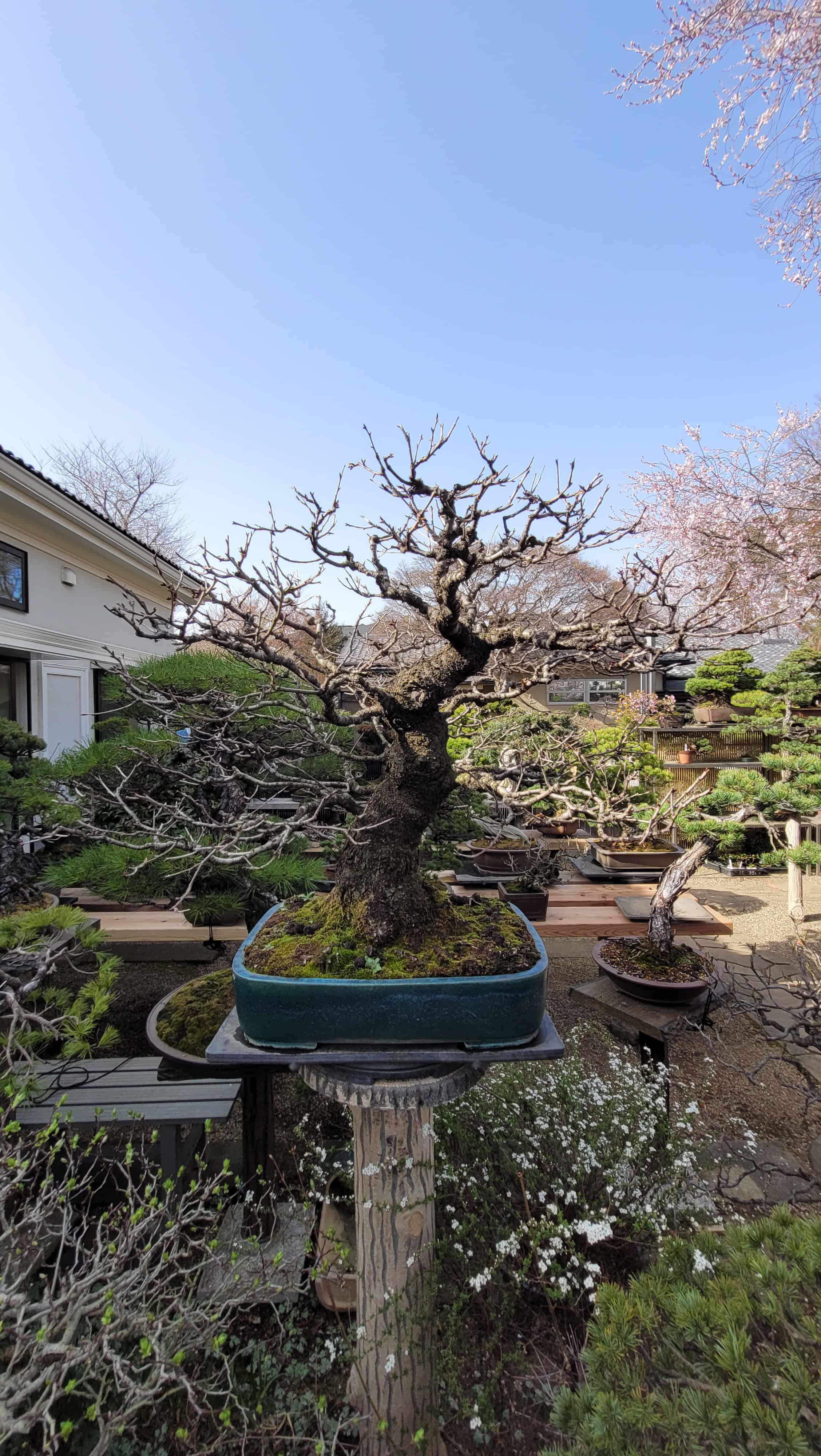 A apricot bonsai tree from omiya in Japan